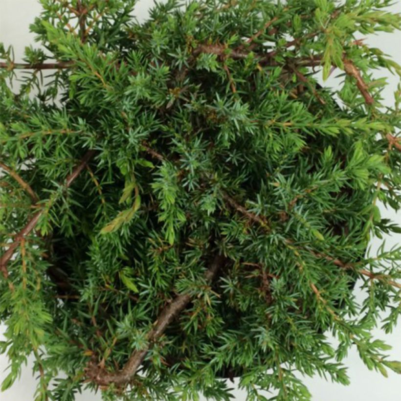 Juniperus communis Hornibrookii - Jeneverbes (Foliage)