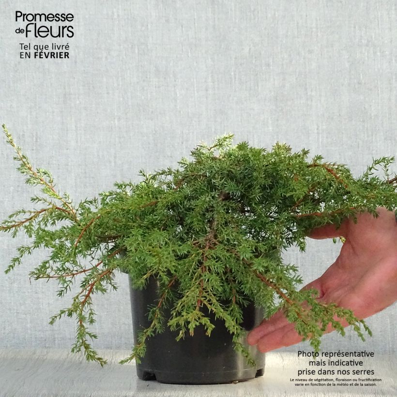 Example of Juniperus communis Hornibrookii - Genévrier commun                Pot van 2 l/3 l as you get in hiver