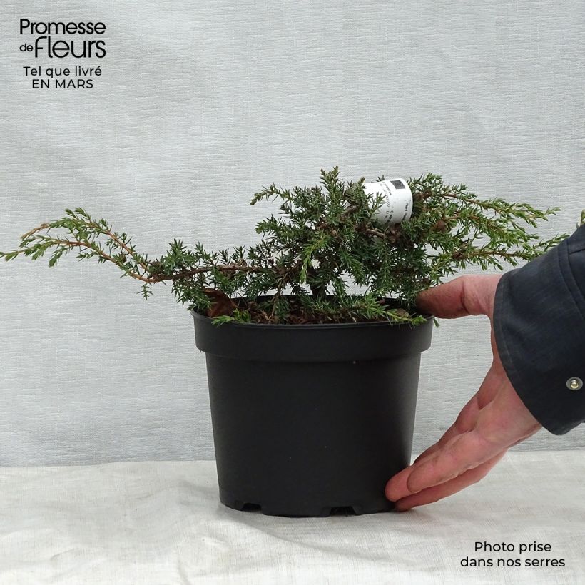 Exemplaar van Juniperus communis Hornibrookii - Jeneverbes Pot van 2 l/3 l zoals geleverd in de lente
