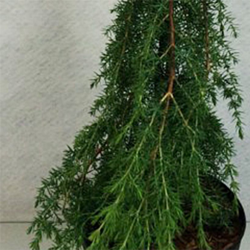 Juniperus communis Horstmann - Jeneverbes (Foliage)
