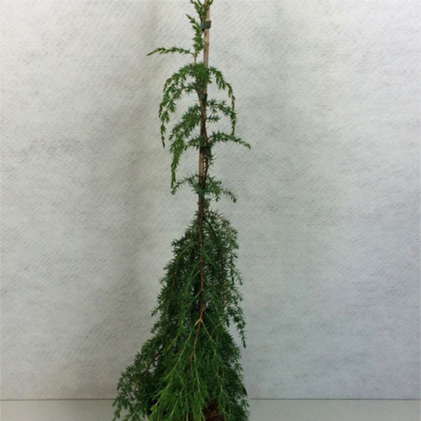 Juniperus communis Horstmann - Jeneverbes (Plant habit)