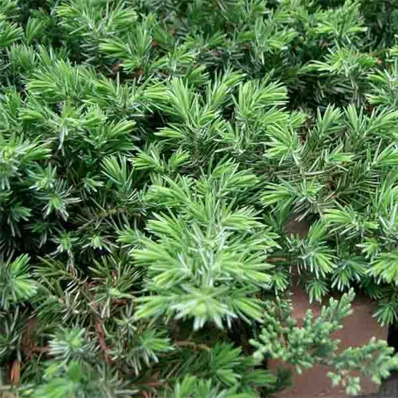 Juniperus conferta Blue Pacific - Kustjeneverbes (Foliage)