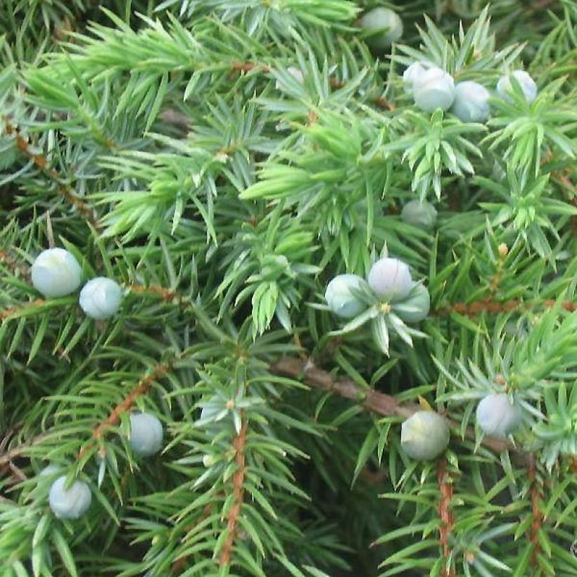 Juniperus conferta Schlager - Jeneverbes (Foliage)