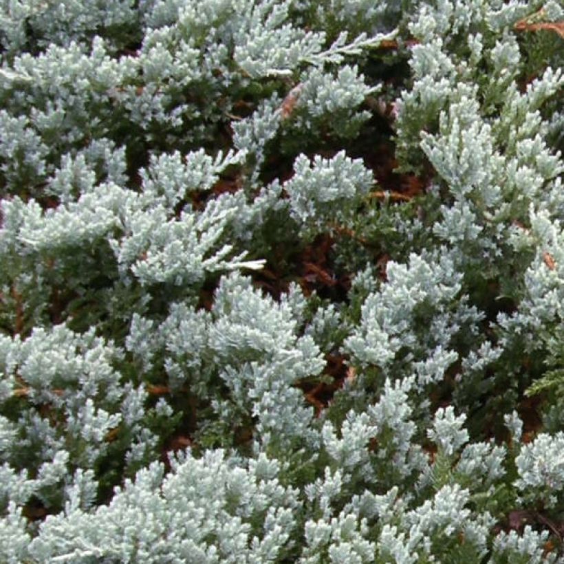 Juniperus horizontalis Blue Chip - Kruipende jeneverbes (Foliage)