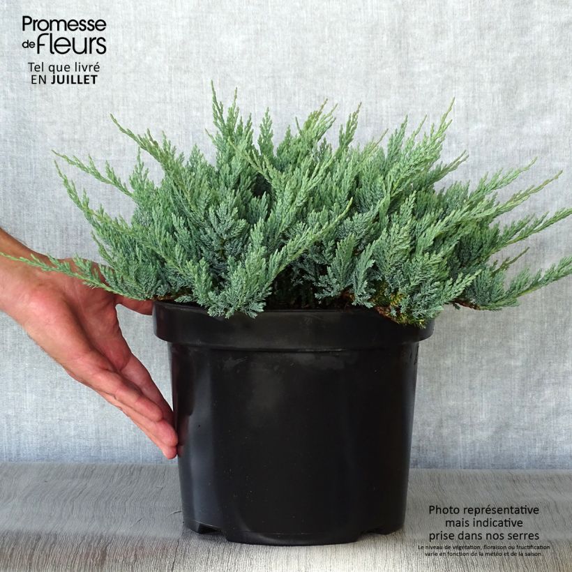 Exemplaar van Juniperus horizontalis Blue Chip - Kruipende jeneverbes Pot van 7,5 l/10 l, Hoogstam zoals geleverd in de zomer
