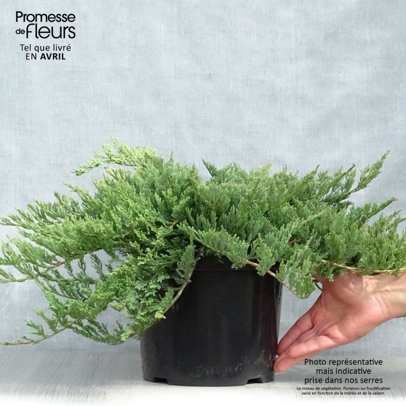 Exemplaar van Juniperus horizontalis Blue Chip - Kruipende jeneverbes Pot van 7,5 l/10 l, Hoogstam zoals geleverd in de lente