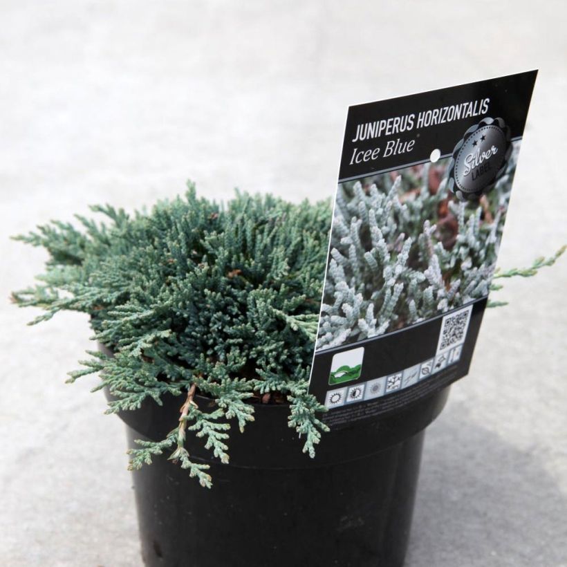 Juniperus horizontalis Icee Blue - Kruipende jeneverbes (Plant habit)