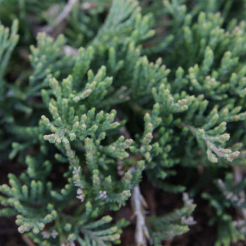 Juniperus horizontalis Prostrata - Kruipende jeneverbes (Foliage)