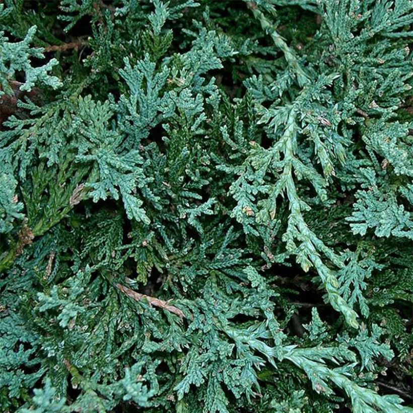 Juniperus horizontalis Wiltonii - Kruipende jeneverbes (Foliage)
