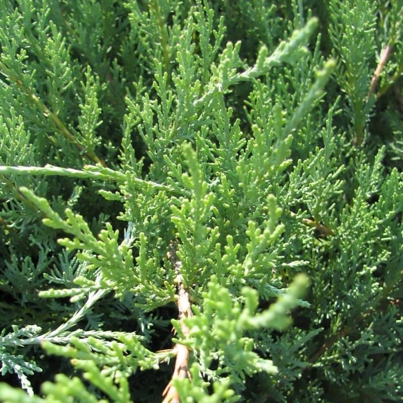 Chinese jeneverbes Hetzii - Juniperus media (Foliage)