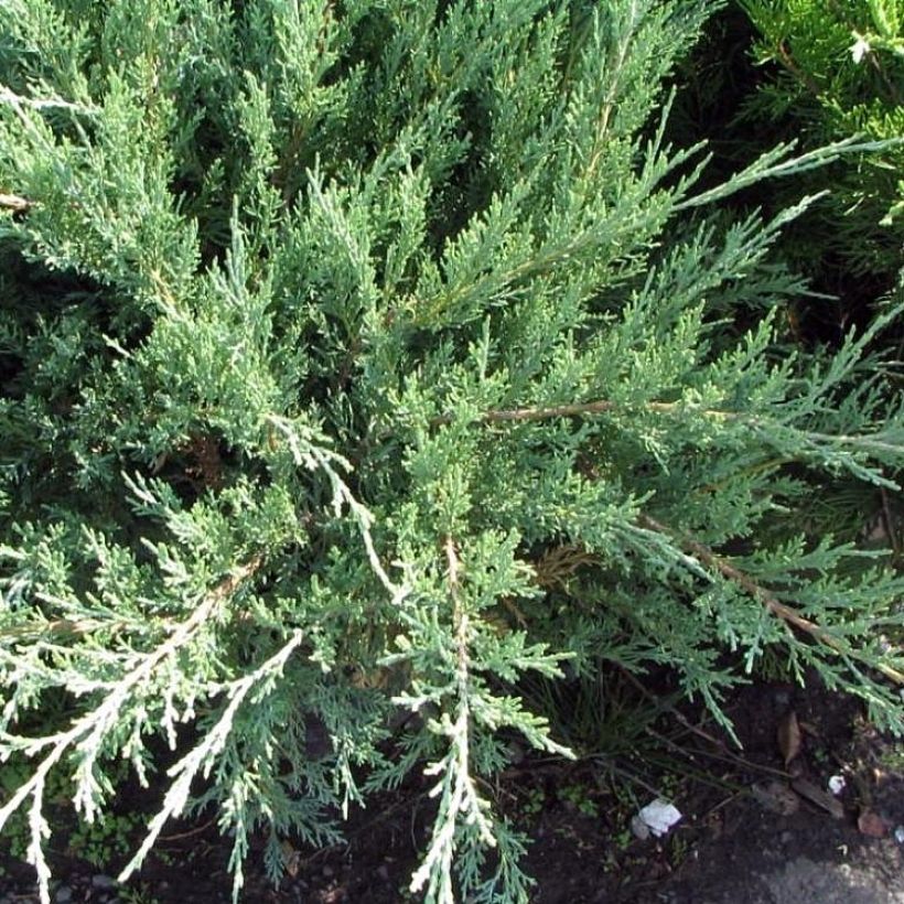 Chinese jeneverbes Hetzii - Juniperus media (Plant habit)
