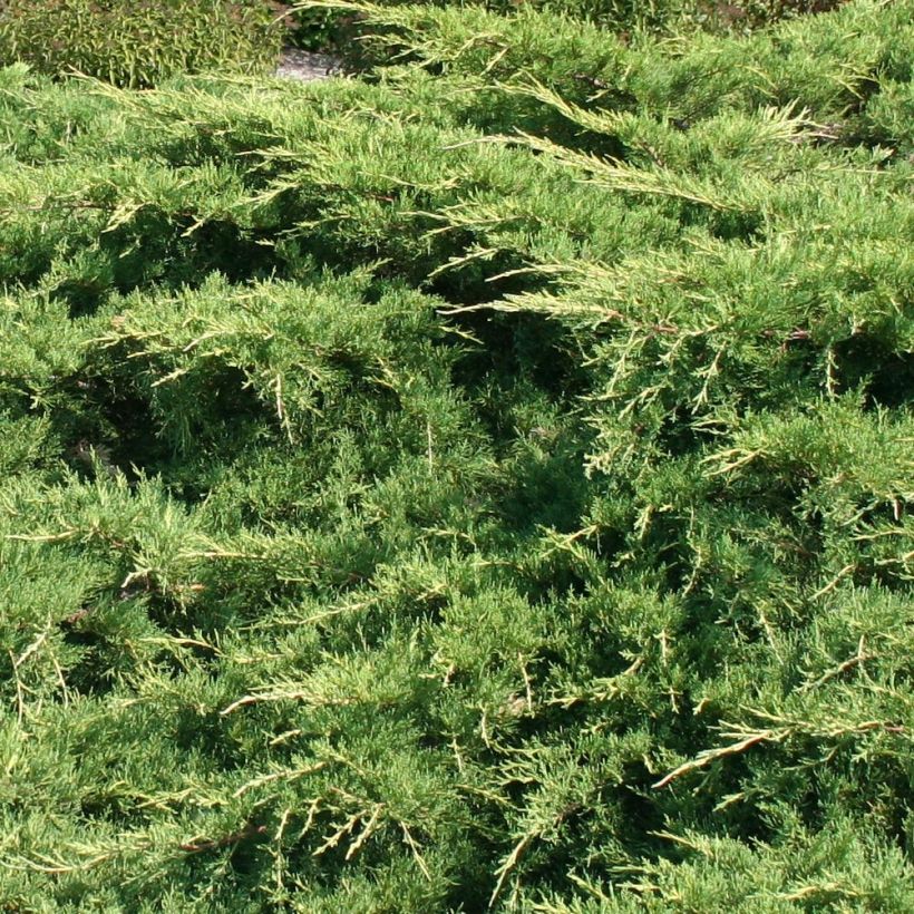 Juniperus media Pfitzeriana - Pfitzer-jeneverbes (Foliage)