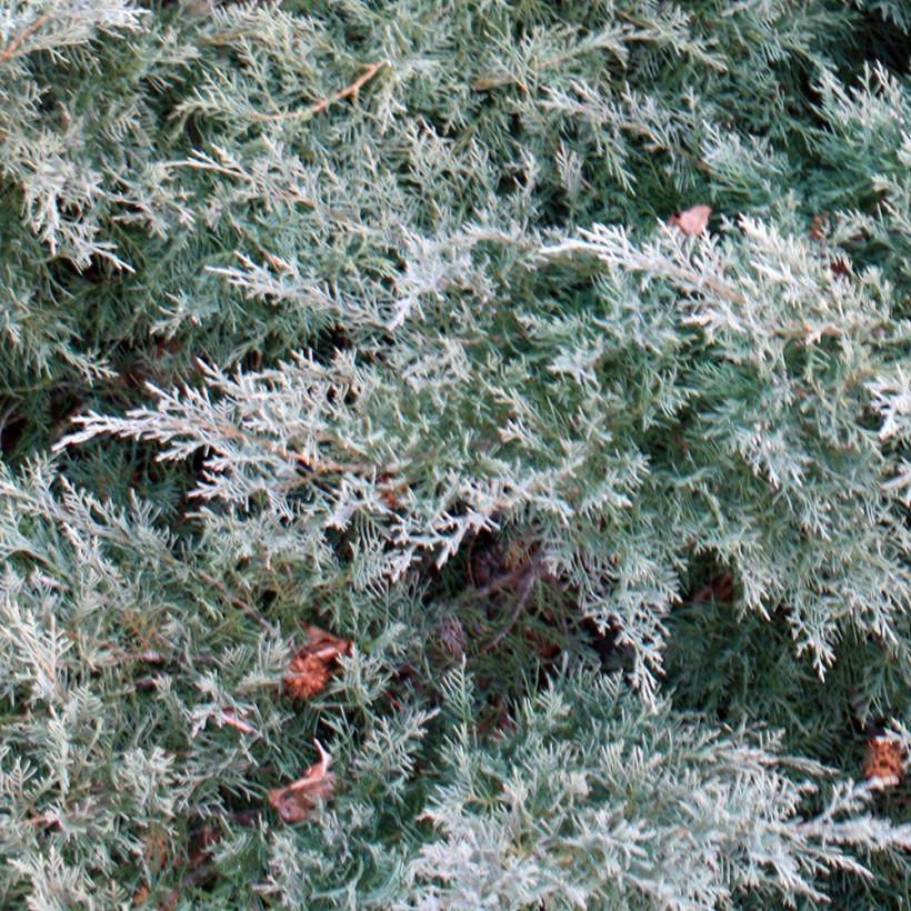 Juniperus pfitzeriana Glauca - Jeneverbes (Foliage)