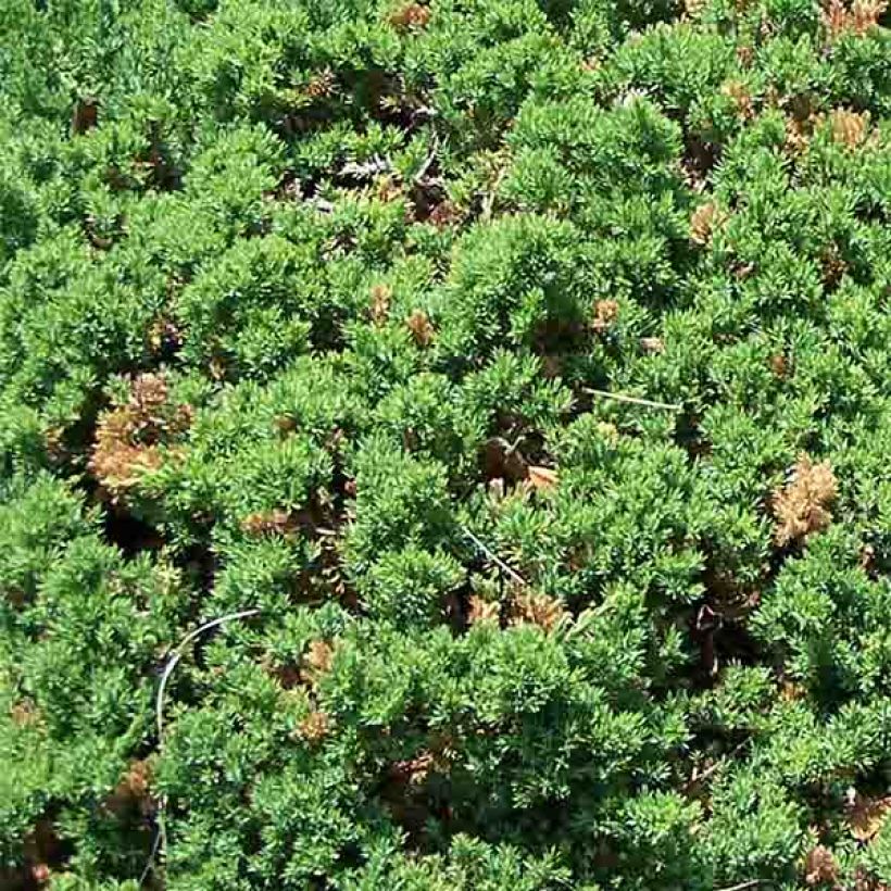 Juniperus procumbens Nana - Jeneverbes (Foliage)