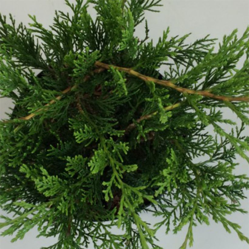Juniperus sabina Rockery Gem - Savin-jeneverbes (Blad)