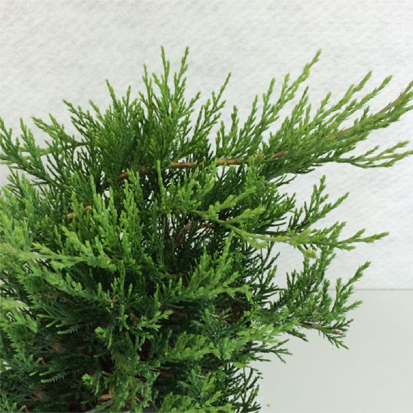 Juniperus sabina Rockery Gem - Savin-jeneverbes (Groeiplaats)