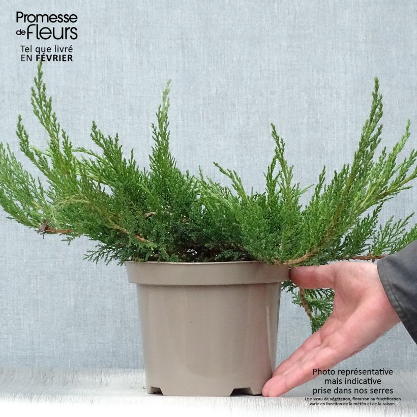 Example of Juniperus sabina Tamariscifolia - Savin-jeneverbes Pot van 2 l/3 l as you get in hiver