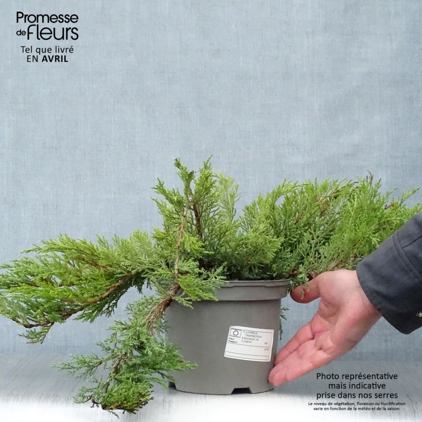 Exemplaar van Juniperus sabina Tamariscifolia - Savin-jeneverbes Pot van 2 l/3 l zoals geleverd in de lente