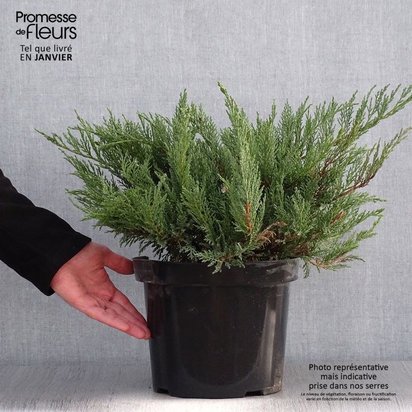 Example of Juniperus sabina Tamariscifolia - Savin-jeneverbes Pot van 7,5 l/10 l as you get in hiver