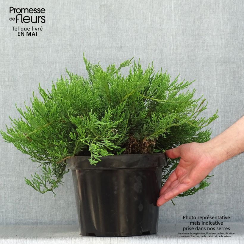 Exemplaar van Juniperus sabina Tamariscifolia - Savin-jeneverbes Pot van 7,5 l/10 l zoals geleverd in de lente