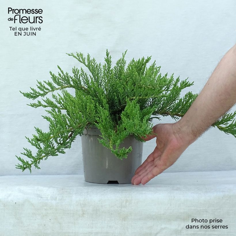 Exemplaar van Juniperus sabina Tamariscifolia - Savin-jeneverbes Pot van 2 l/3 l zoals geleverd in de zomer