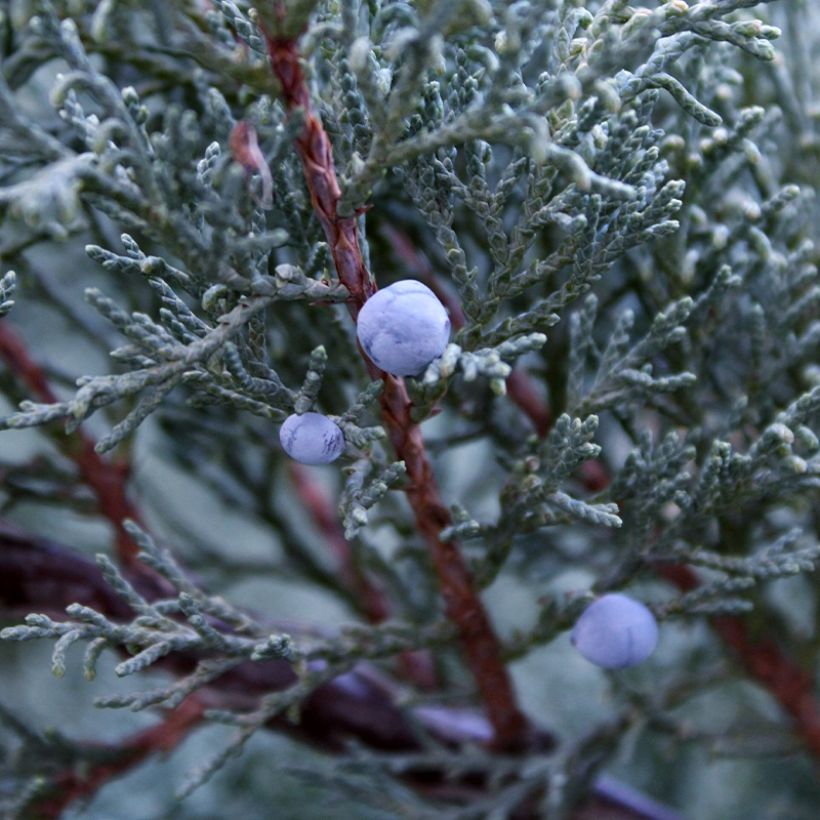 Juniperus scopulorum Moonglow - Jeneverbes (Harvest)