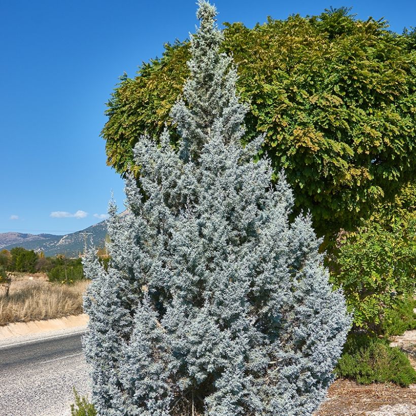 Juniperus scopulorum Moonglow - Jeneverbes (Plant habit)