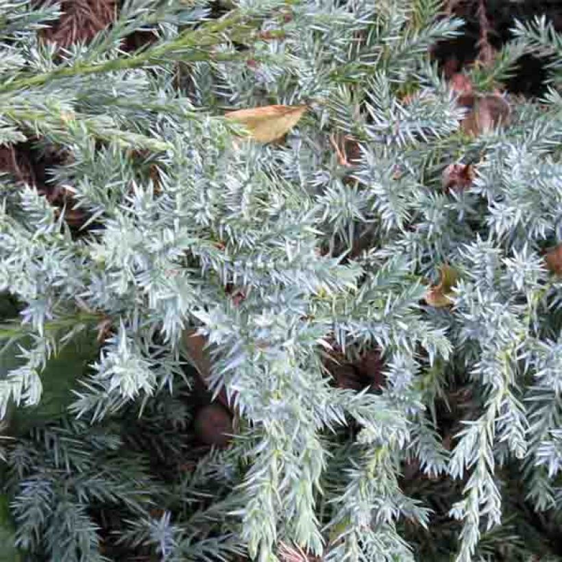 Juniperus squamata Blue Carpet - Himalaya jeneverbes (Foliage)