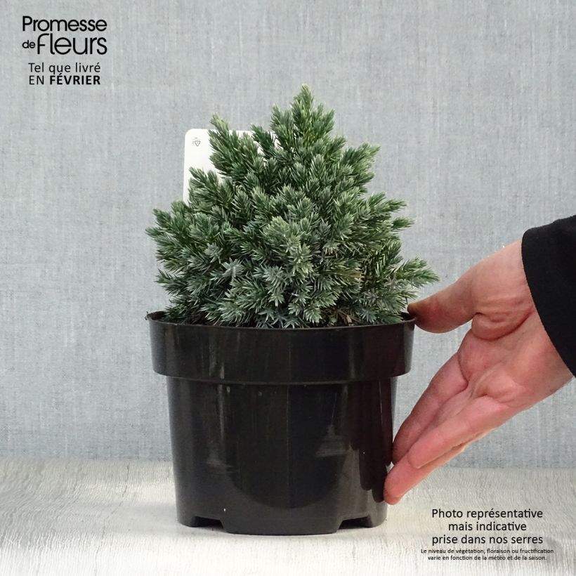 Example of Juniperus squamata Blue Star - Genévrier écailleux Pot van 2 l/3 l as you get in hiver