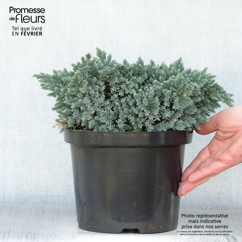 Example of Juniperus squamata Blue Star - Genévrier écailleux Pot van 3 l/4 l as you get in hiver