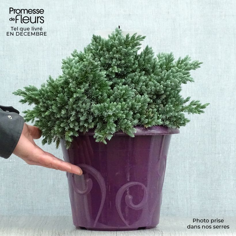 Example of Juniperus squamata Blue Star - Genévrier écailleux Pot van 7,5 l/10 l as you get in hiver