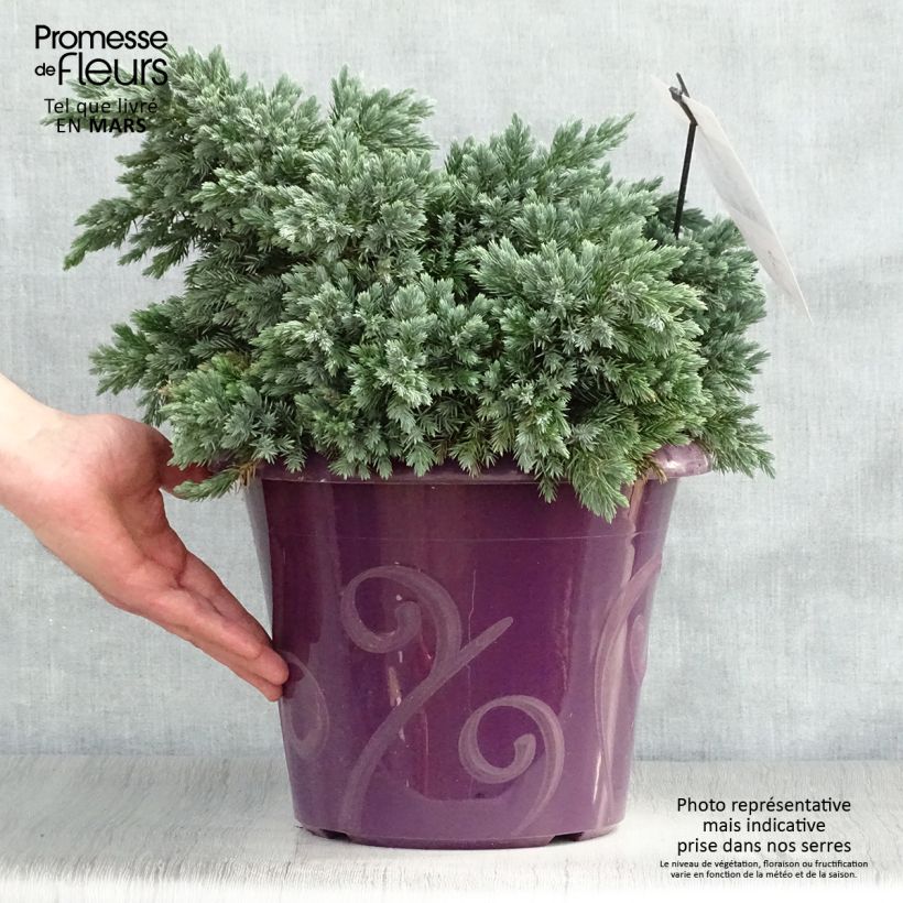 Exemplaar van Juniperus squamata Blue Star - Himalaya jeneverbes Pot van 7,5 l/10 l zoals geleverd in de lente