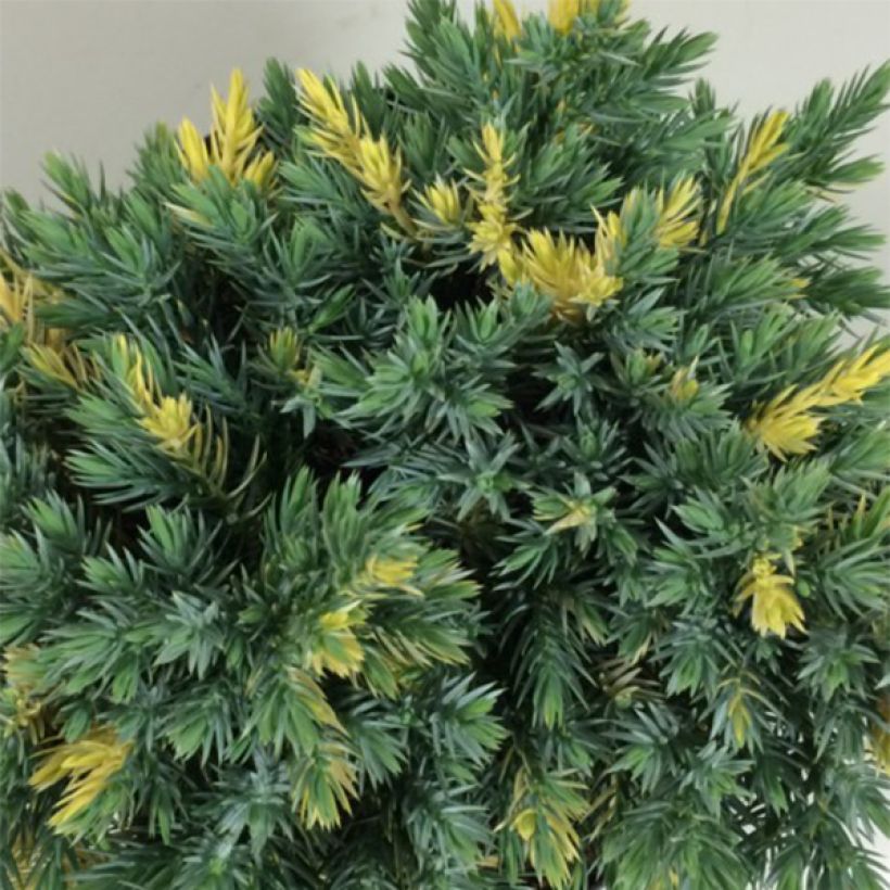 Juniperus squamata Floreant - Himalaya jeneverbes (Foliage)