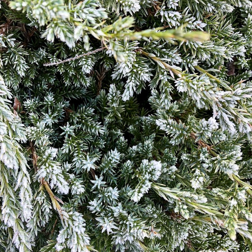 Juniperus squamata Holger - Himalaya jeneverbes (Foliage)