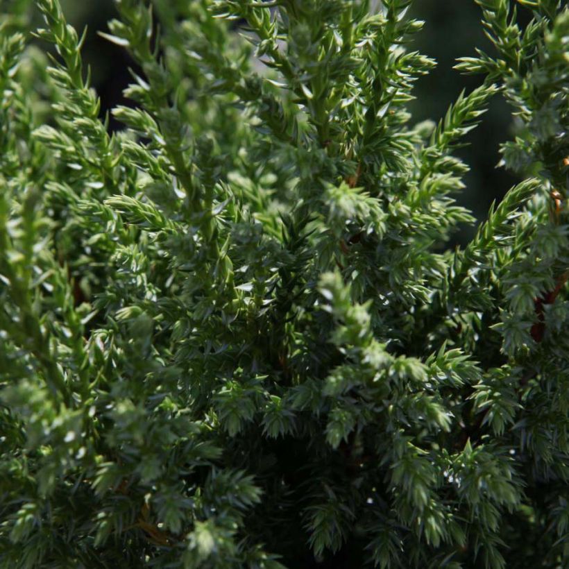 Juniperus squamata Loderi - Himalaya jeneverbes (Foliage)