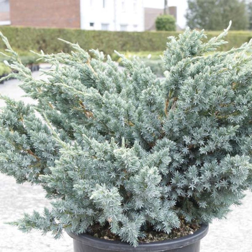 Juniperus squamata Meyeri - Himalaya jeneverbes (Foliage)