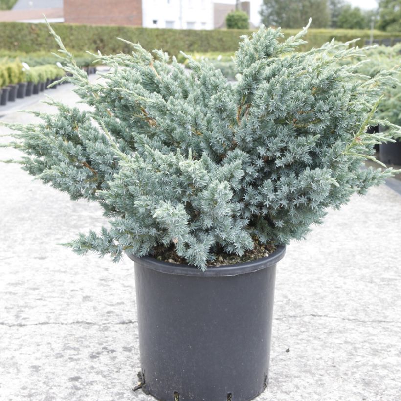 Juniperus squamata Meyeri - Himalaya jeneverbes (Plant habit)