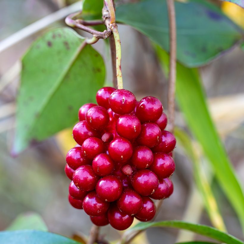Kadsura japonica - Kadsura du Japon (Oogst)