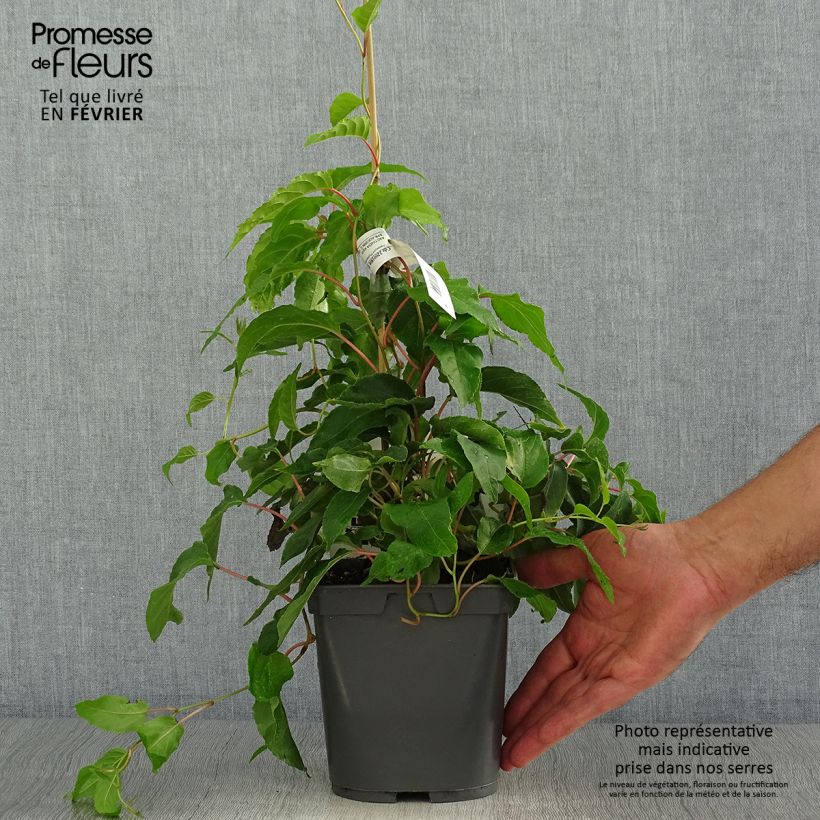 Exemplaar van Kiwibes - Actinidia arguta Super Jumbo (vrouwelijk) Pot van 1,5 l/2 l zoals geleverd in de herfst
