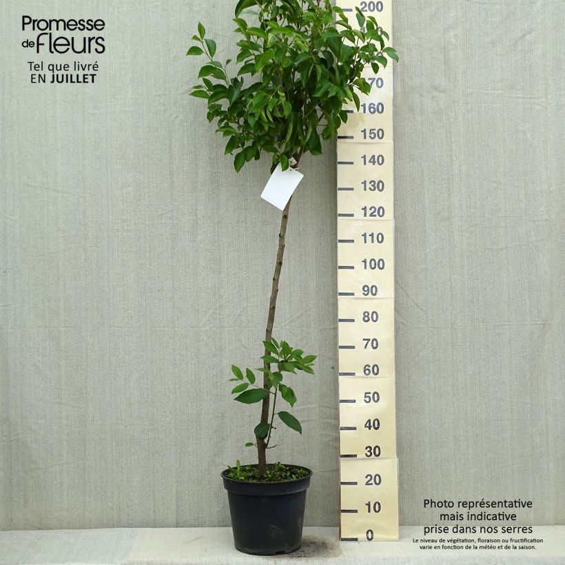 Exemplaar van Kakiboom Muscat Pot van 12 l/15 l, Half-hoge stam zoals geleverd in de zomer