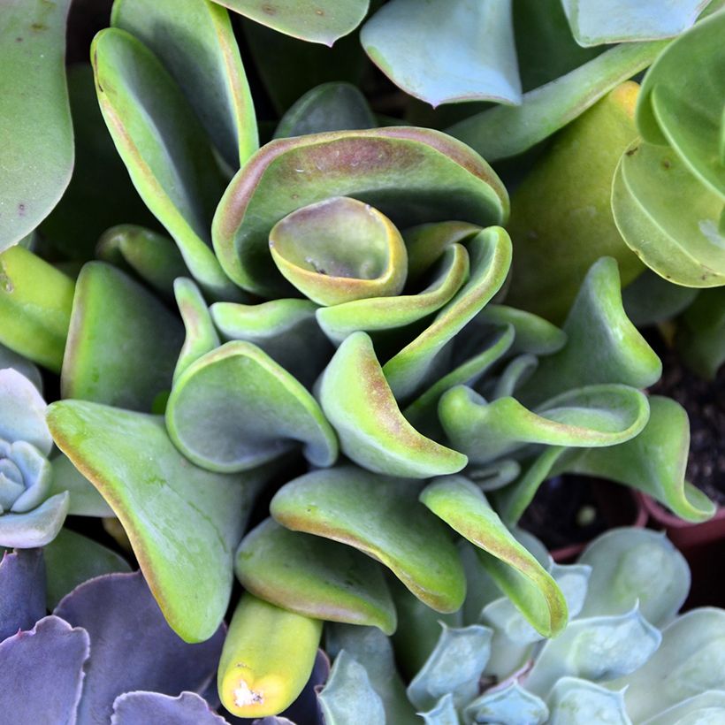 Kalanchoë Oricula - Flambo plant (Blad)