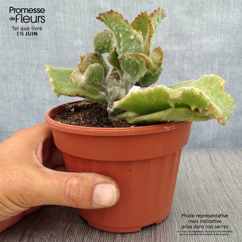 Exemplaar van Kalanchoe beharensis Subnuda - Kalanchoë Pot van 12 cm / 13 cm zoals geleverd in de zomer