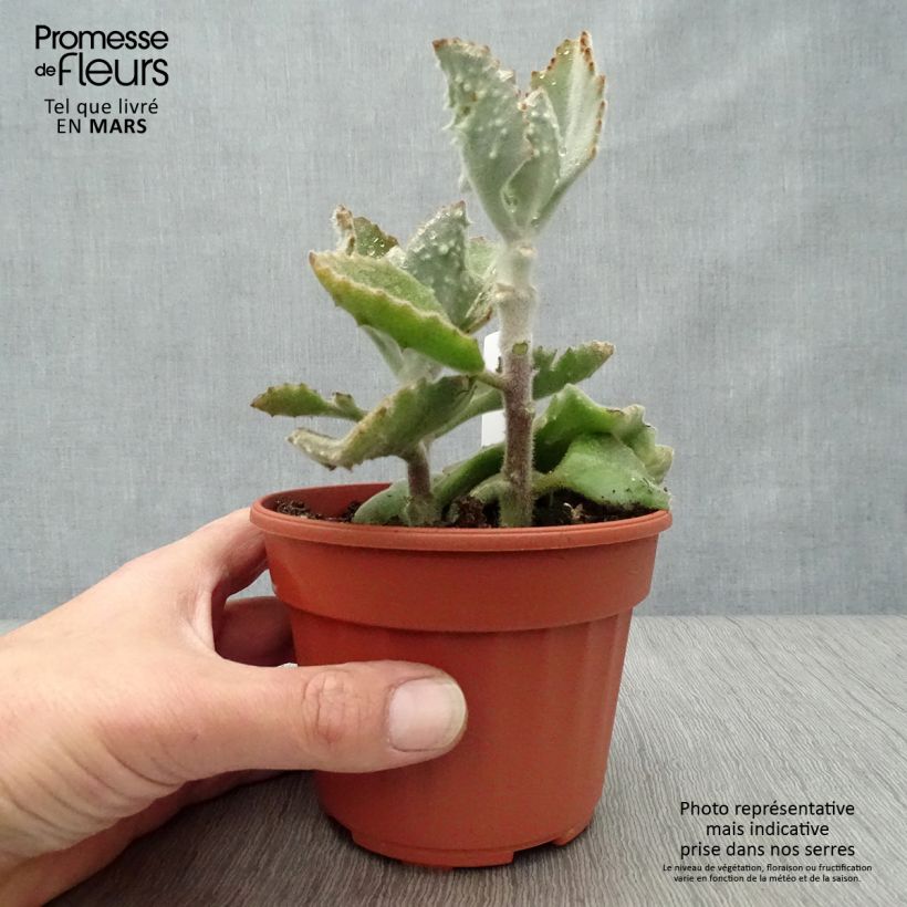 Exemplaar van Kalanchoe beharensis Subnuda - Kalanchoë Pot van 12 cm / 13 cm zoals geleverd in de lente