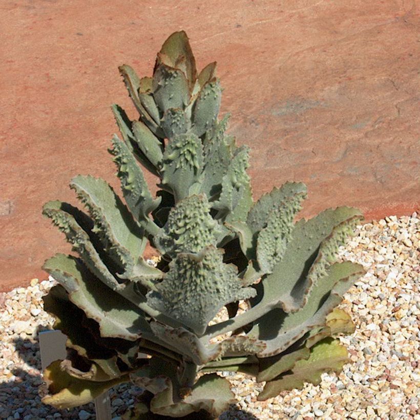 Kalanchoë beharensis Fang - Flambo plant (Groeiplaats)