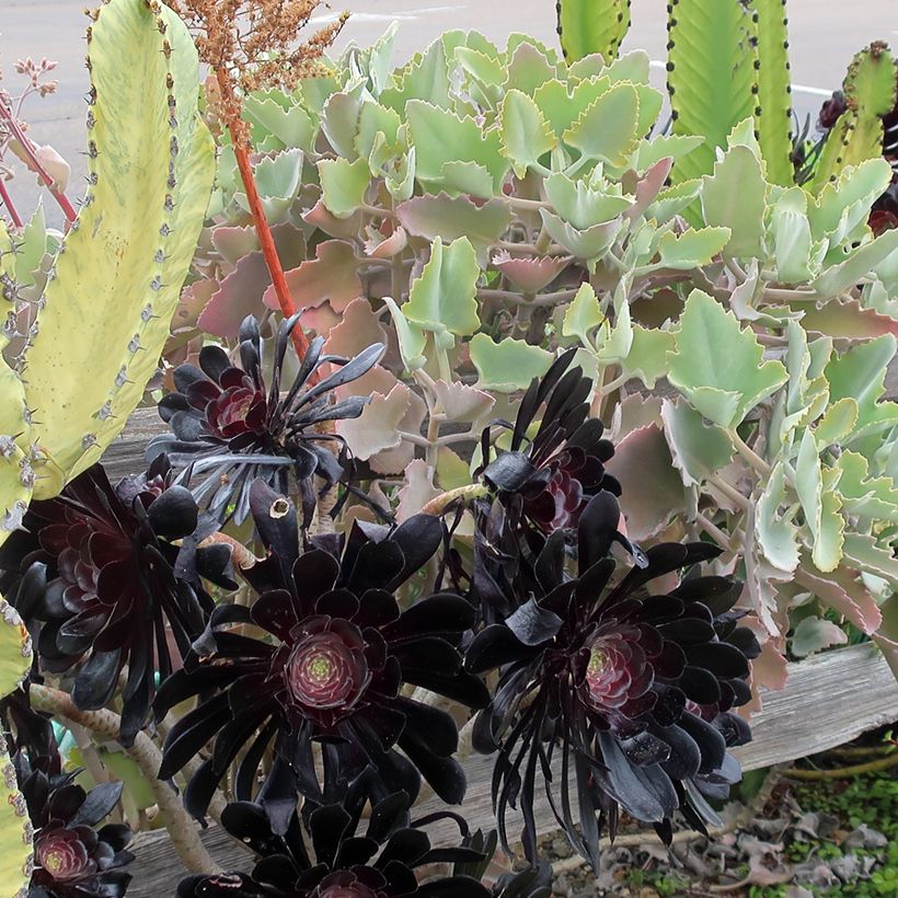 Kalanchoë Oak Leaf - Flambo plant (Groeiplaats)