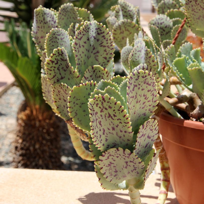 Kalanchoe marmorata - Marmerplant (Blad)