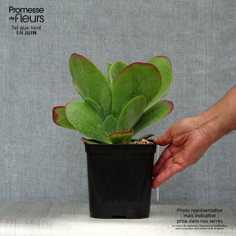 Exemplaar van Kalanchoe thyrsiflora Bronze Sculpture - Woestijnroos Pot van 2 l/3 l zoals geleverd in de zomer