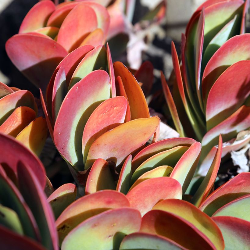 Kalanchoe thyrsiflora - Woestijnroos (Blad)