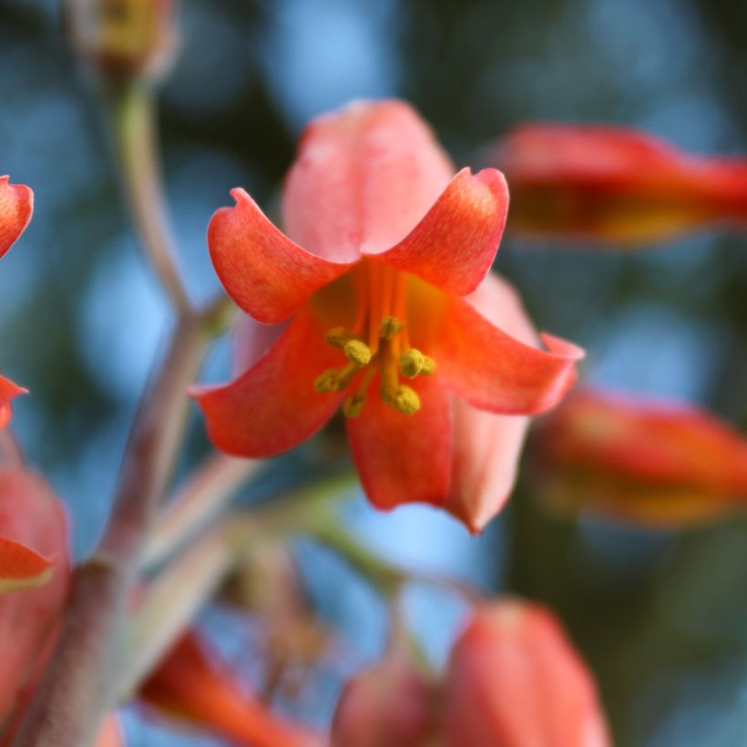 Kalanchoe thyrsiflora - Woestijnroos (Bloei)
