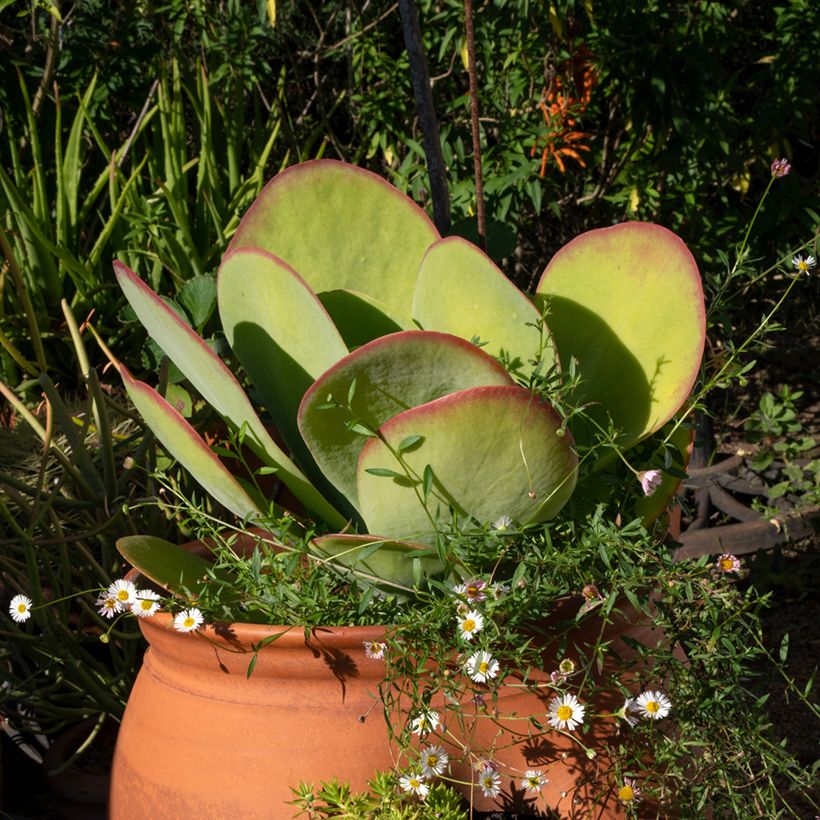 Kalanchoe thyrsiflora - Woestijnroos (Groeiplaats)